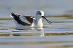 American Avocet winter plumage