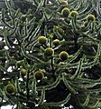 Araucaria araucana cones