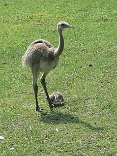 Baby Rhea americana