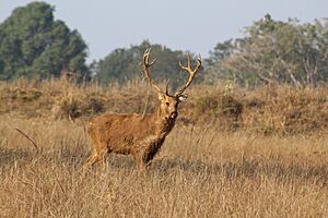 Barasinghacoolhorns