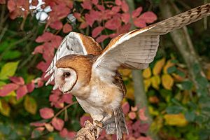 Barn Owl, Ontario, Canada