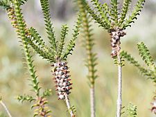 Beaufortia decussata (fruits)