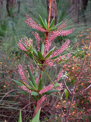 Beelu National Park Leucopogon.jpg