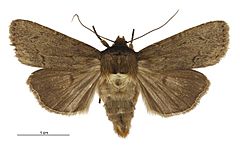 Bityla defigurata female.jpg