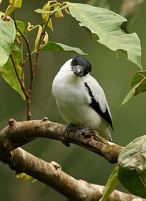 Black-crowned tityra.jpg