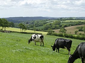 Blackdown Hills at Dalwood.JPG