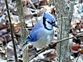 Blue Jay-27527