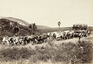 Bullock Team Wool Wagon