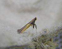 Caloptilia azaleella