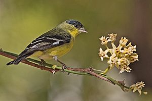 Carduelis psaltria