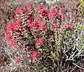 Castilleja angustifolia 1.jpg