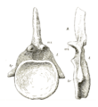 Cetiosauriscus anterior caudal