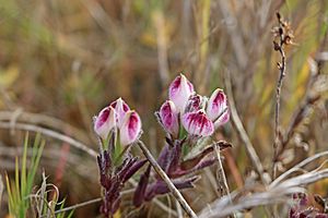 Chloropyron maritimum ssp. maritimum