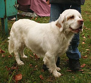 Clumber spaniel rybnik kamien pppl.jpg