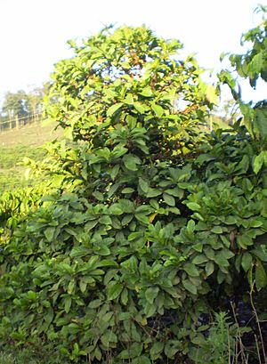 Coffee tree chary.jpg