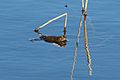 Common toad (Bufo bufo) swimmimg