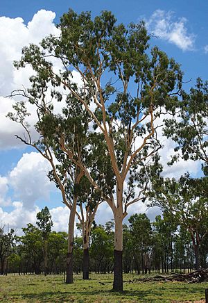 Corymbia tesselaris 2.jpg