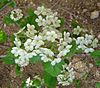 Crataegus-mollis-flowers.jpg