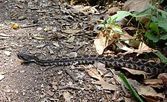 Crotalus viridis 