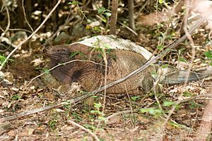 Cyclura pinguis1