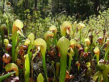 Darlingtonia californica ne2