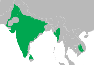 Dendrocopos mahrattensis distribution map.png