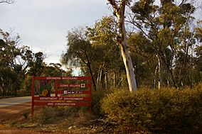 Dryandra woodland ent gnangarra.JPG