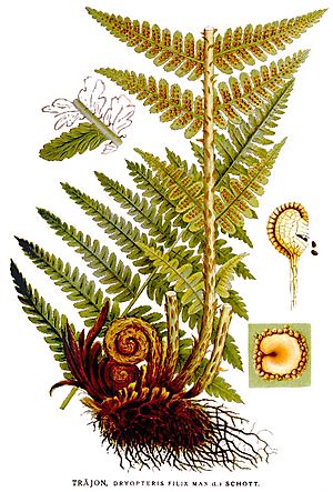 Dryopteris filix mas nf.jpg