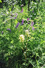 DwPaintbrushwhiteBirdvetch