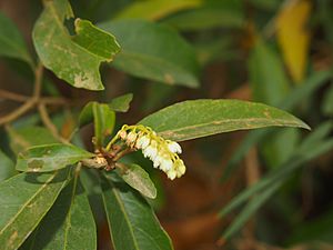 Elaeocarpus grandis (Blue Quandong) flowers