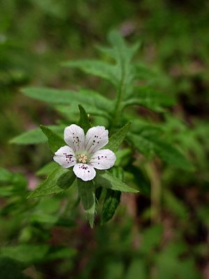 Ellisia nyctelea.JPG