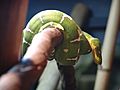 Emerald Tree Boa 02