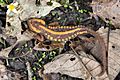 Emperor newt yunnan china