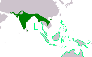 Esacus recurvirostris and Esacus magnirostris ranges.png