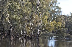 Eucalyptus camaldulensis29099592294 b1652b769b o