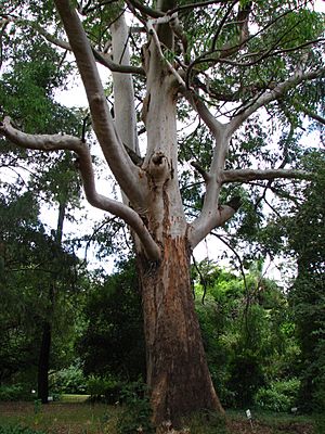 Eucalyptus saligna