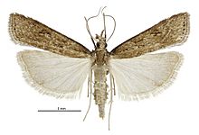 Eudonia octophora female.jpg