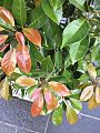 Eumundi Quandong tree's foliage