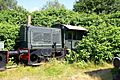 Fallopia overgrows train