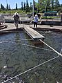 Feeding Fish at Hatchery