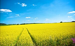 Field in Kärkölä