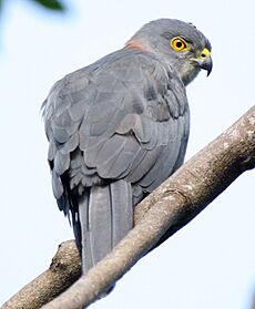 Fiji goshawk savusavu june 2008