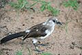 Fledgling plumage