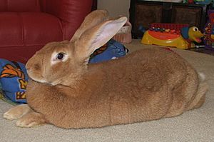 Flemish giant fawn doe