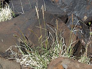 Galleta grass, Hilaria jamesii (16315793165).jpg