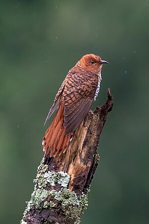 Gray-bellied Cuckoo Cropped.jpg