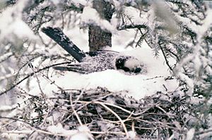 Gray jay on nest