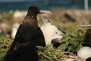 Great Frigatebird chick begging