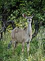 Greater kudu female