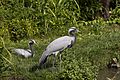 Heron in London Wetland Centre